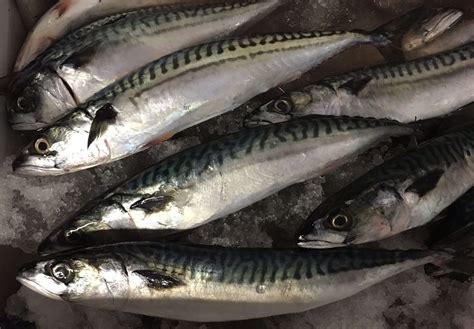 where to buy fresh mackerel.